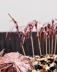 10 Foil Picks Rose Gold 24cm